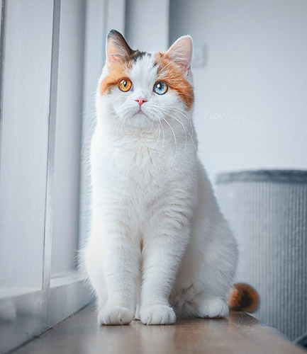 Joy heeft een warme Chocolate tortie vacht, met Odd Eyes