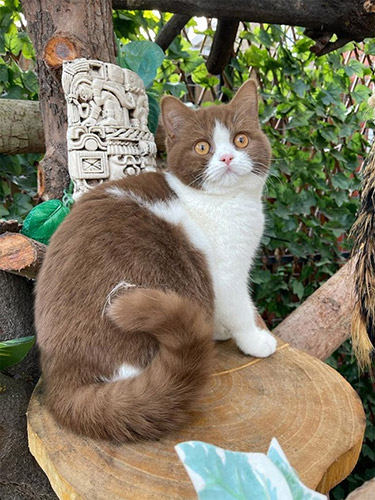Mercedes Ni&ntilde;a is een Brits korthaar poes met Cinnamon white vacht