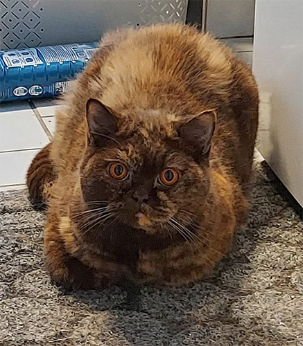 Truffel een Britse Korthaar poes met Chocolate tortie vacht